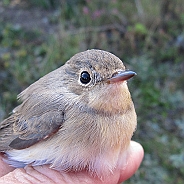 Mindre flugsnappare, Sundre 20120829